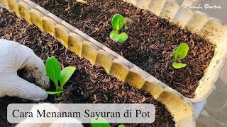 20  Cara Menanam Berbagai Macam Sayuran di Pot [upl. by Wyly]