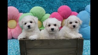 Bichon Frise Puppies  3 Females [upl. by Tera88]