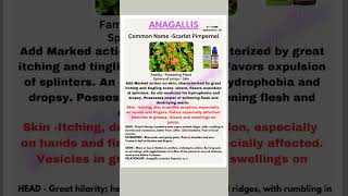 Anagallisa rare Homeo medicine 4 itching drpriti homeopathicmedicine lokmanihomoeopathicclinic [upl. by Cyrillus828]