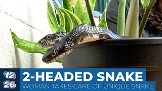 ‘I love the unloved’ Woman takes care of twoheaded snake [upl. by Adnaugal226]