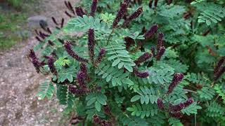 Guild Tour  Amorpha Fruticosa Bush with many fruiting plants [upl. by Ball293]