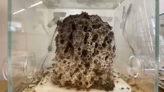 200 Day Timelapse  Leaf Cutter Ants  Fungus Garden Growth Acromyrmex Octospinosus [upl. by Audri]