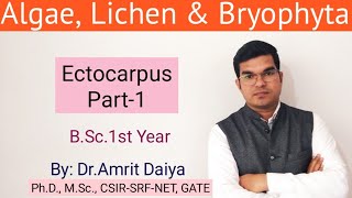 Ectocarpus Algae Hindi amp English BSc Botany ACF By DrAmrit Daiya [upl. by Qidas815]