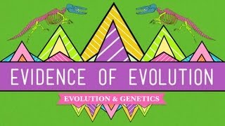 Evolution Its a Thing  Crash Course Biology 20 [upl. by Lledroc987]