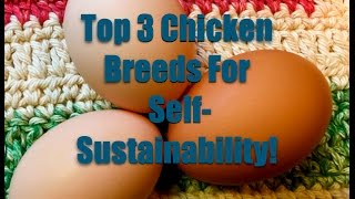 Top 3 Chicken Breeds For SelfSustainability [upl. by Rimaa]