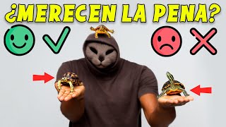 ¿TENER UNA TORTUGA ES TAN MALO COMO DICEN 5 COSAS BUENAS Y 5 COSAS MALAS SOBRE ELLAS [upl. by Callery499]