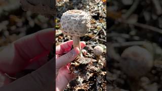 Chlorophyllumrhacodes Shaggyparasol chlorophyllum foraginguk wildmushrooms wildmushrooms [upl. by Anilasor188]