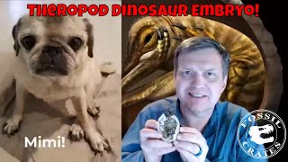 Exclusive Cretaceous Embryonic Theropod Dinosaur Egg [upl. by Rancell]