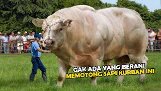 Gak Mainmain Inilah 9 Sapi Terbesar di Dunia [upl. by Heidi]