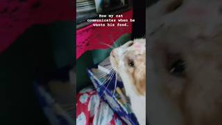 cat catlover youtubeshorts fyp explorepage [upl. by Sanburn]