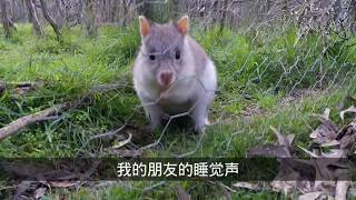 Wild Australian Bettong [upl. by Bronez]