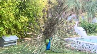 Pavo real abriendo la cola [upl. by Madoc932]