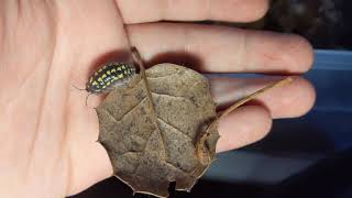 Armadillidium gestroi Care [upl. by Perpetua897]