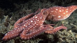 Mucky Secrets  Part 16  Cuttlefishes amp Octopuses  Lembeh Strait [upl. by Valsimot]