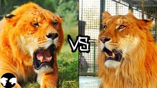 LIGER vs TIGON  Who will win [upl. by Athena524]