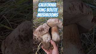 California King Bolete Mushrooms  Mycology 101 [upl. by Chappie]