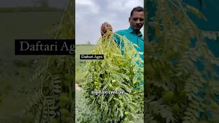 7972334422 Kabuli chana Daftari jambo काबुली चणा दफ्तरी जंबो न्यू इस्राईल वेराईटी  agridoctors [upl. by Ayadahs789]