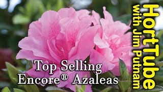 Top 10 Encore® Azaleas  Repeat Flowering Azaleas [upl. by Telfore238]