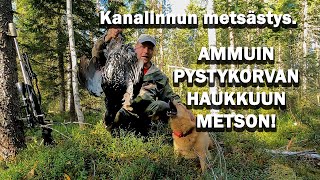 KANALINNUN METSÄSTYS Ammuin pystykorvan haukkuun metson [upl. by Araccot737]