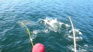 ★✰★ Harpooning 170 Lb Halibut Port Hardy  ★✰★ [upl. by Shepard]