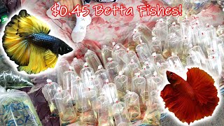 Hundreds of low priced Betta Fish in Bangkok Thailand  Chatuchak Market [upl. by Xed]