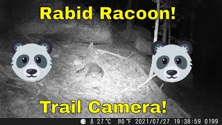 Rabid Racoon Monster Racoon Caught on Trail Camera Near Saint Louis Mo Campark Trail Cameras [upl. by Sol113]