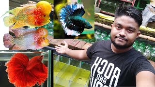 How Important betta Thailand and best flowerhorn farm Kolkata Broke The Internet [upl. by Anuahsal]