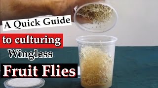 Culturing Wingless Fruit Flies Drosophila melanogaster as Live Food A Quick Guide [upl. by Thorsten387]