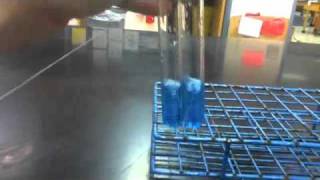 Lab Protocol  Reducing Sugars Detection Assay Unit 4 Macromolecules [upl. by Bunder]