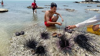 Giant Sea Urchin Uni Sashimi  Cleaning and Eating Massive Sea Urchin [upl. by Aniger547]