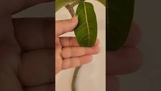 Adenium Multiflorum  Seed grown  Habitat seeds video youtubeshorts trending [upl. by Rendrag807]