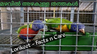 Rainbow Lorikeet  Care and facts  Malayalam [upl. by Natsud]