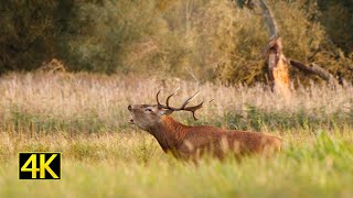 Hirschbrunft 2019 red deer rut 2019 [upl. by Godard463]