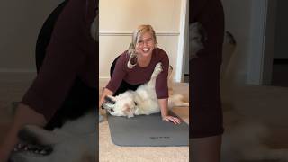 Working Out With Dogs Be Like… funny cute love short shorts [upl. by Annavaig]