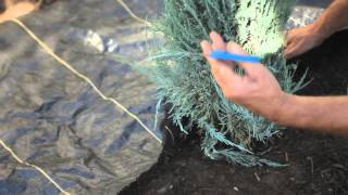 How to Apply Landscape Fabric Around Shrubs  How to Care for Shrubs [upl. by Anny]