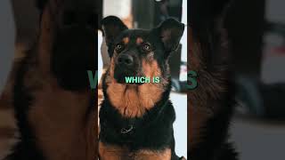 The Most Intelligent Breeds of Dogs 2024 [upl. by Esten]