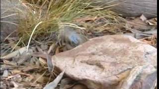 Australias venomous snakes part 23 [upl. by Mayyahk]