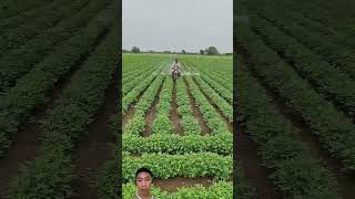 TIPS Smart pesticide spraying shortsfeed shortvideo youtubeshorts farmer shots nongdan [upl. by Lezned]