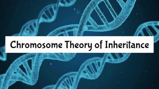 Chromosome Theory of Inheritance [upl. by Wymore]