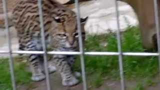 Ocelot Noises Little Rock Zoo [upl. by Sidonia]