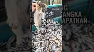 Anak Kucing Kecil TibaTiba Mendapat Jackpot [upl. by Verge]