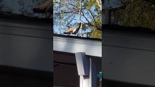 Theres A Peahen On Our Roof [upl. by Leake]