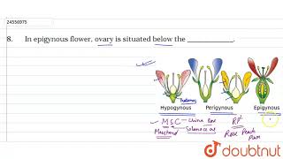 In epigynous flower  ovary is situated below the ��� [upl. by Soalokcin]