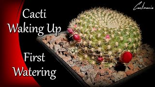 Cacti Coming Out of Dormancy  First Watering  Cactus amp Succulent Collection [upl. by Vasta]