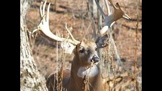 Kentucky Trophy Deer Hunting Video [upl. by Granger281]