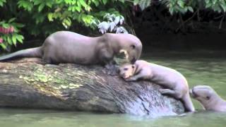 Giant River Otters [upl. by Fia]