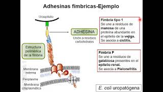 seminario 2  Patogenicidad bacteriana I [upl. by Elata]