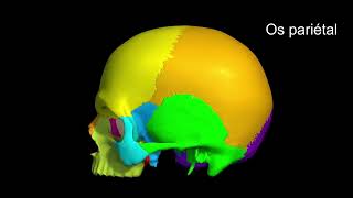 Ostéologie du crane [upl. by Soane]