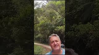 Palmito Jussara arvoresnativas palmito açaí mataatlântica conservaçãoambiental [upl. by Arekat]