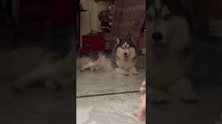 Room lo velodu ante chudandi vedi arupu follow husky huskydoglovers trending ytshots [upl. by Wendalyn]